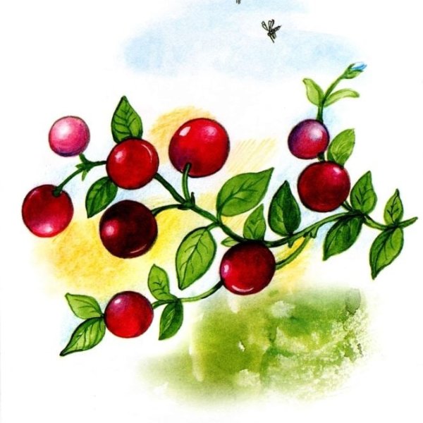 Клюква мультяшная