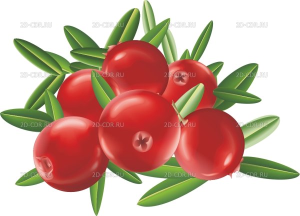 Клюква акварель