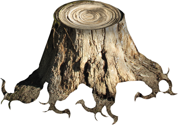 Пеньки на белом фоне