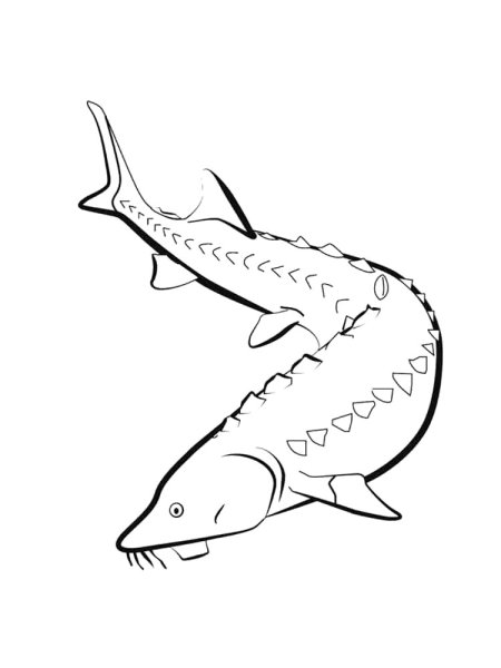 Осетр раскраска