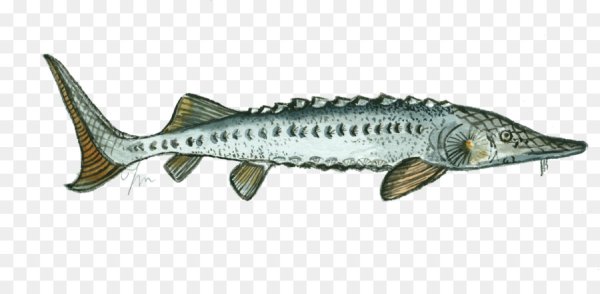 Рыба стерлядь