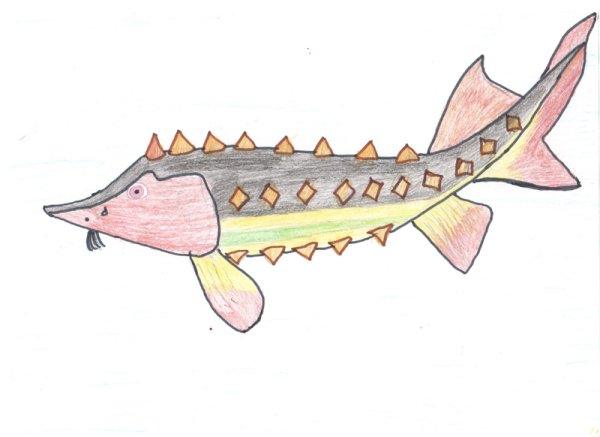Стерлядь карандашом