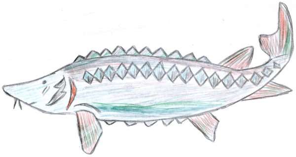 Осетр раскраска