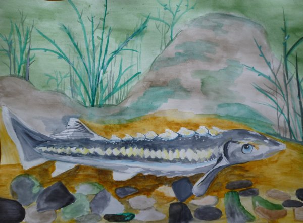 Осетр акварель