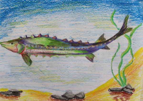 Стерлядь рисунок