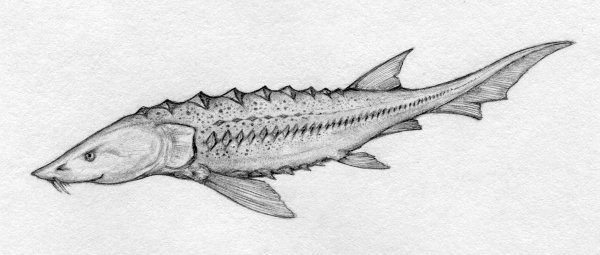 Осетр раскраска