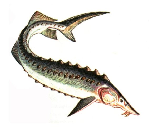 Амурский осетр рыба