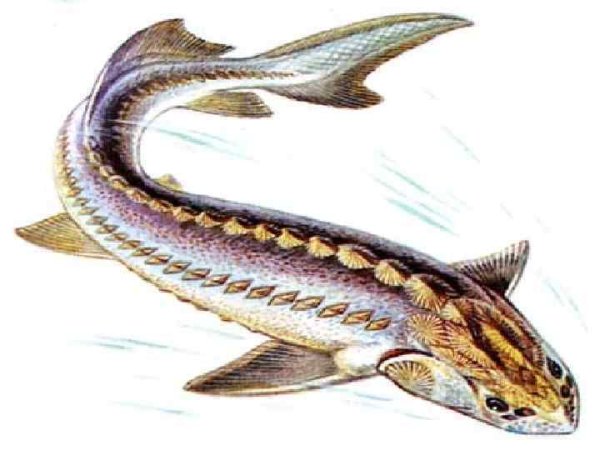 Стерлядь рисунок