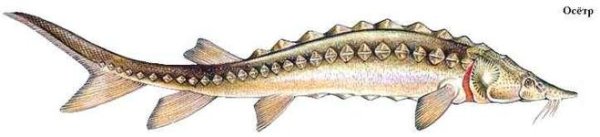 Стерлядь рисунок