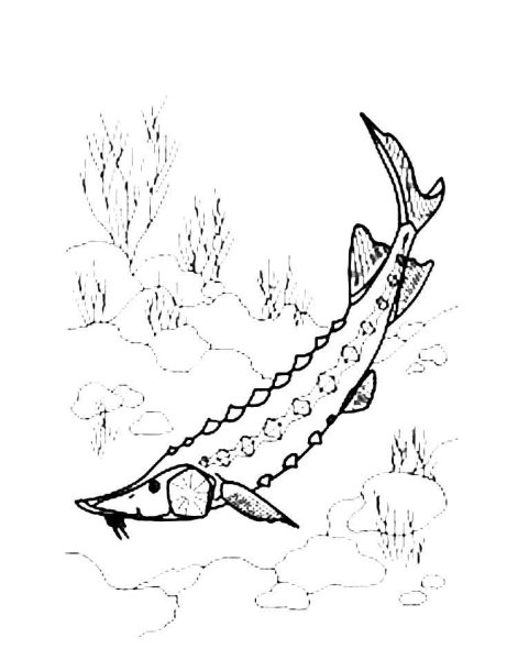 Осетр раскраска