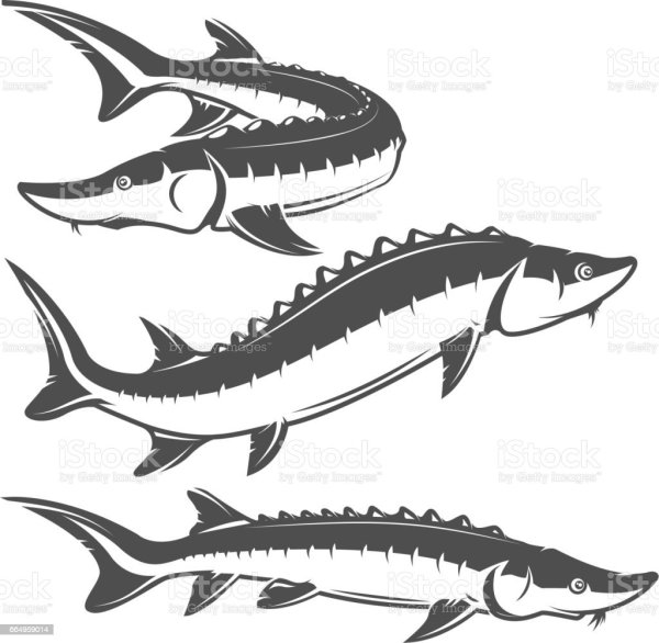 Рыба осетр вектор