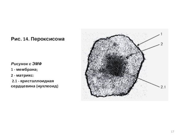Пероксисома рисунок строение