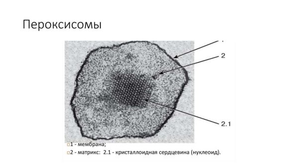 Пероксисомы строение микроскоп