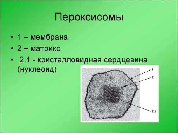 Пероксисома строение органоид