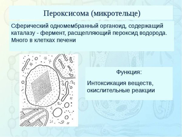 Пероксисомы строение и функции рисунок
