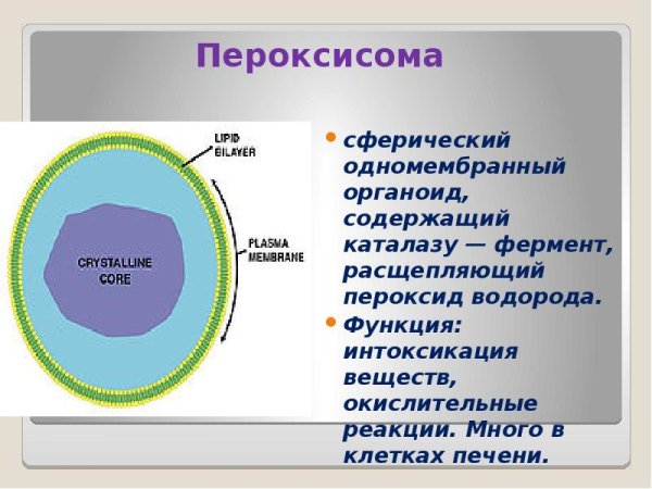 Пероксисомы функция органоида