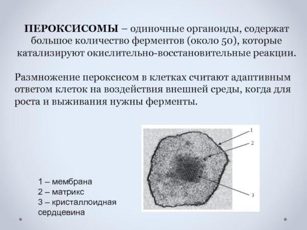 Пероксисома Электронограмма