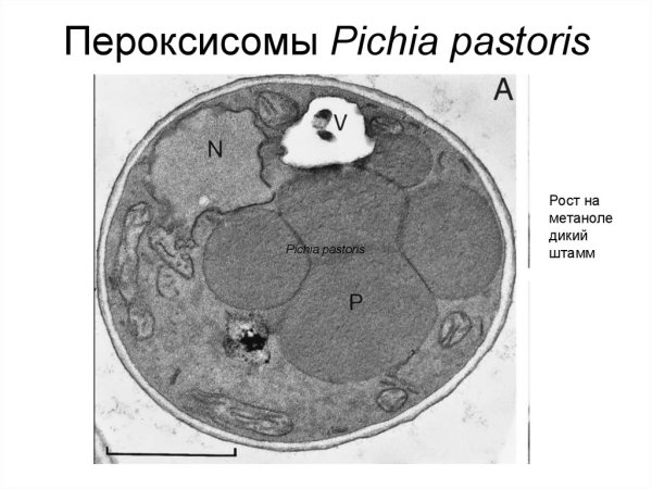 Метилотрофные дрожжи Pichia pastoris