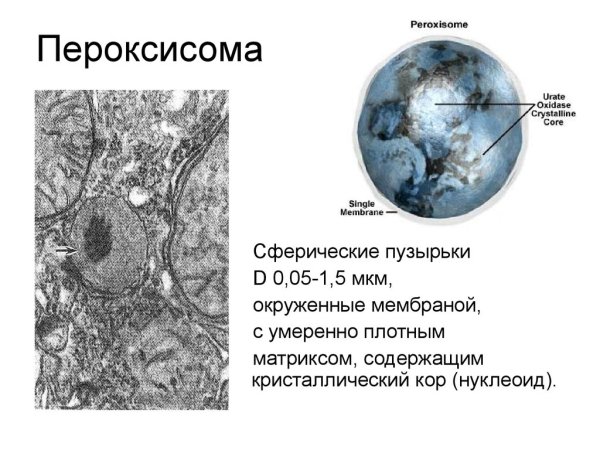 Строение клетки пероксисомы