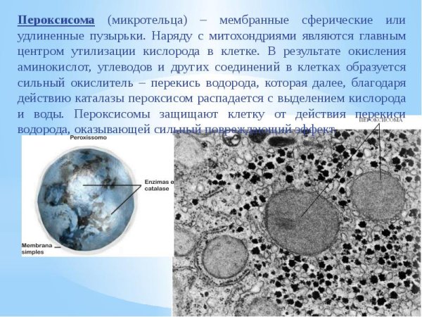 Мембрана пероксисома