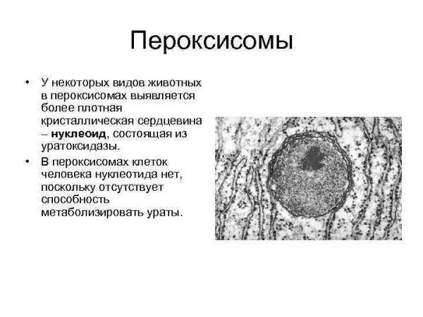 Строение пероксисомы растительной клетки