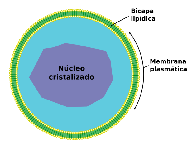 Строение клетки пероксисомы