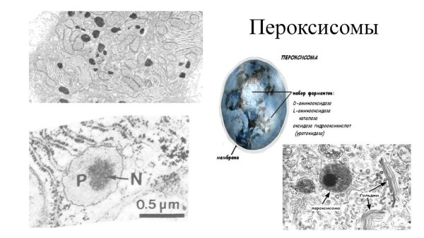 Схема строения пероксисомы