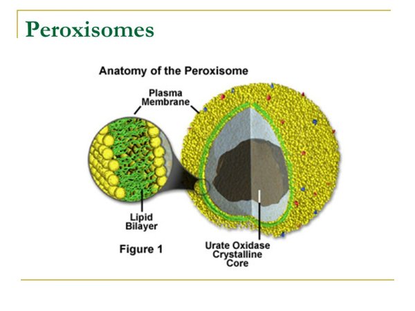 Пероксисомы строение
