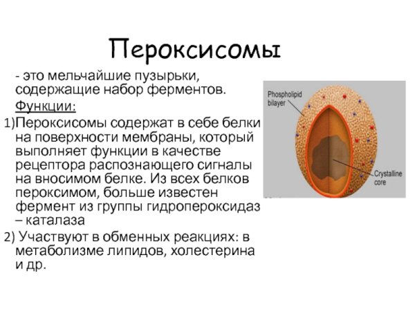 Схема строения пероксисомы