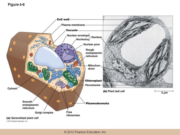 Пероксисомы строение