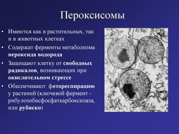 Микротельца пероксисомы