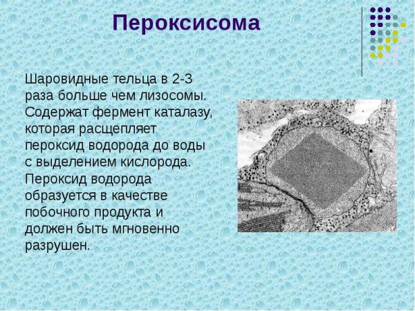 Строение клетки пероксисомы