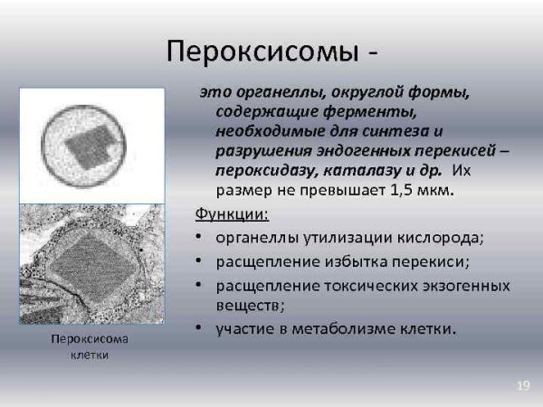 Строение пероксисомы растительной клетки