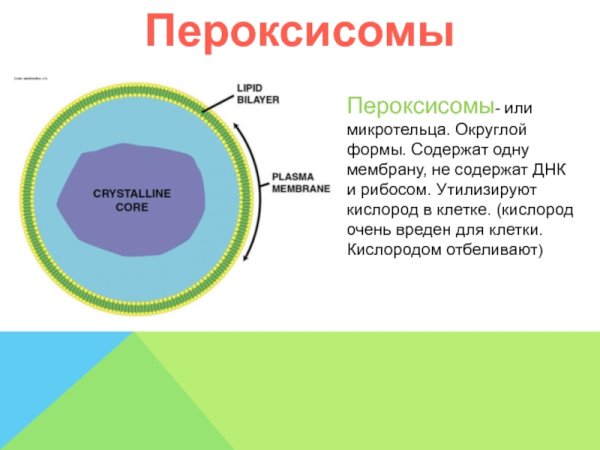 Пероксисома строение