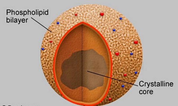 Пероксисома фотография