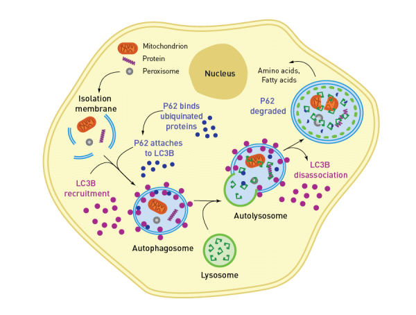 Пероксисома в клетке