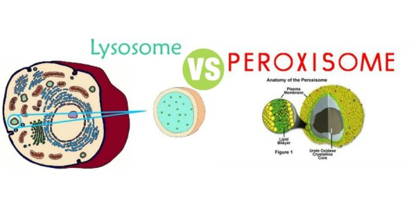 Пероксисомы в растительной клетке