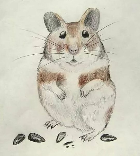 Джунгарский хомяк рисунок