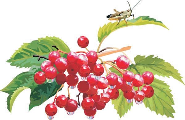 Веточка калины