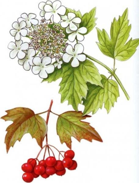 Калина обыкновенная