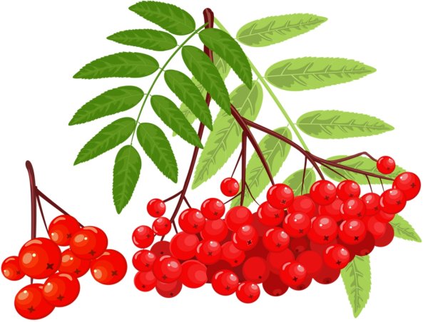 Кисть Рябинки гроздь Калинки