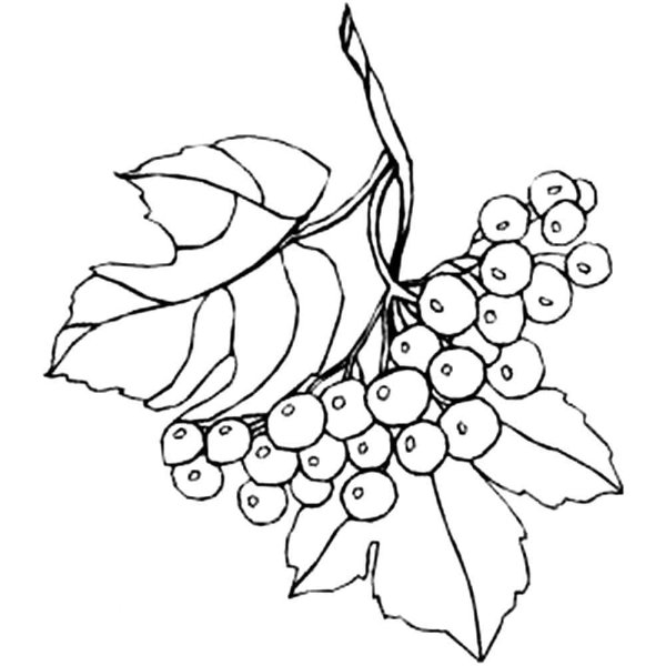 Куст калины рисунок