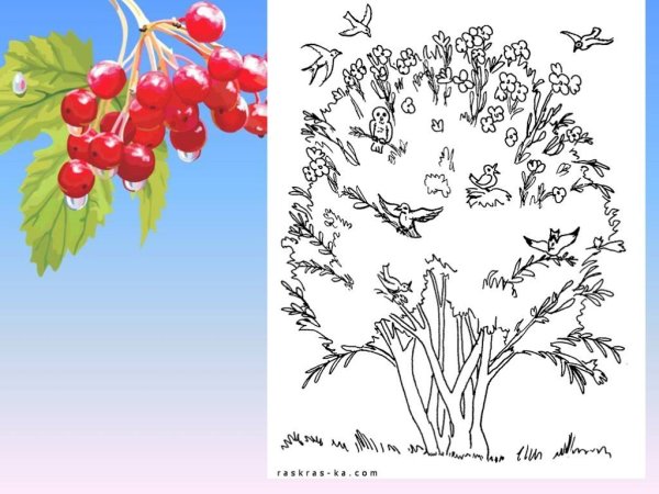 Нарисовать калину