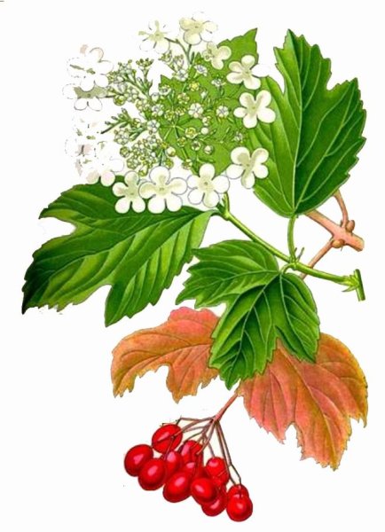 Рябина акварелью