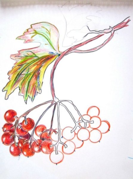 Векторная ветка рябины