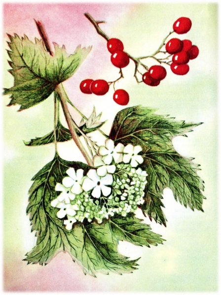 Веточка калины