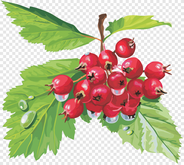 Калина Тасева художник