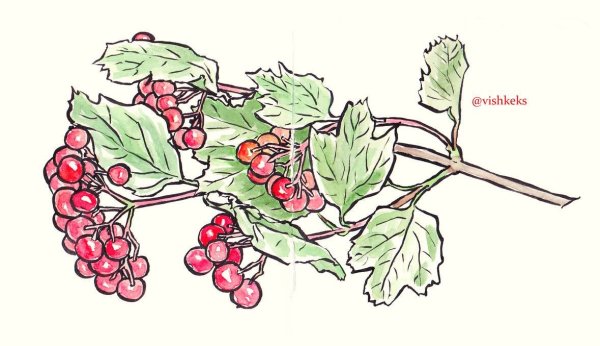 Ветка рябины рисование