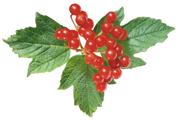 Ветка калины вектор