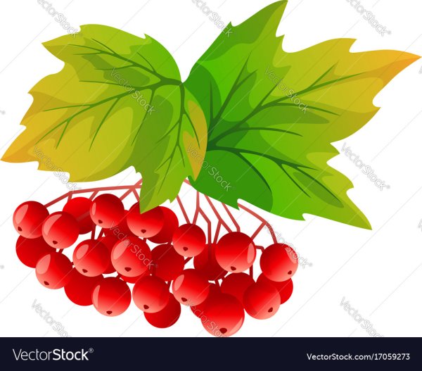 Живопись ветка калины